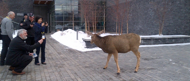Banff-20140122-00068