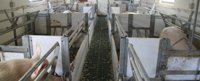 rbt lass 360 farrows