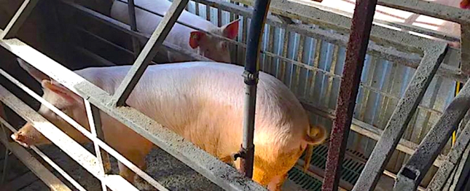 ML-Russian-pig-production