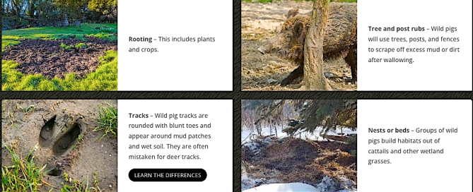 WL-Things-to-look-for