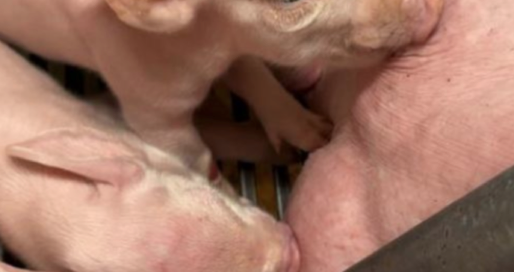 Screen-Shot-2024-03-27-at-17.07.32