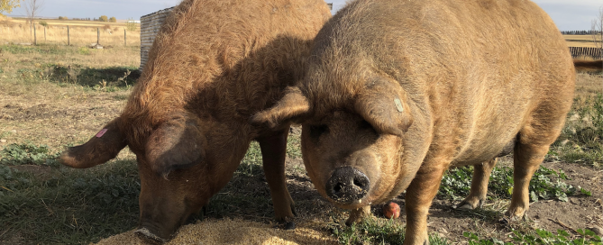 Screen Shot 2025-02-03 at 12.12.20