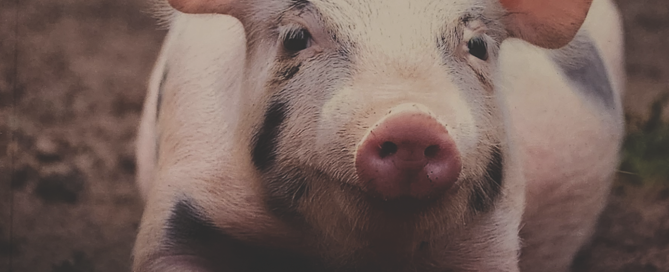 Screen Shot 2025-02-03 at 12.26.08