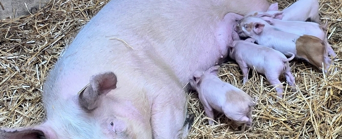 First-time mom and babies