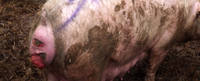 JC -   Pelvic Organ Prolapse