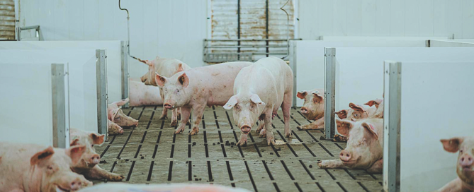 Screen Shot 2025-06-02 at 13.43.03