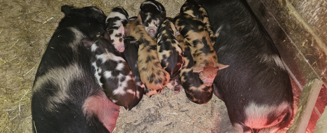 Screen Shot 2025-06-02 at 14.26.18