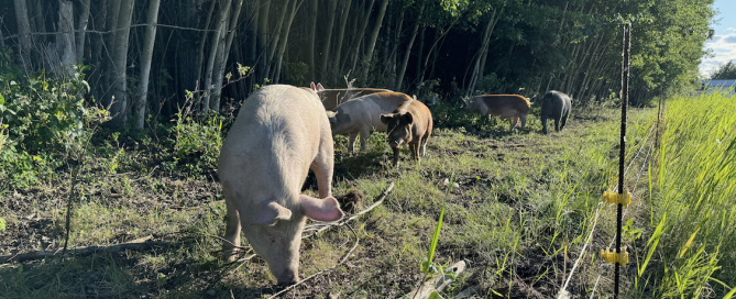 Screen Shot 2025-08-05 at 16.33.07