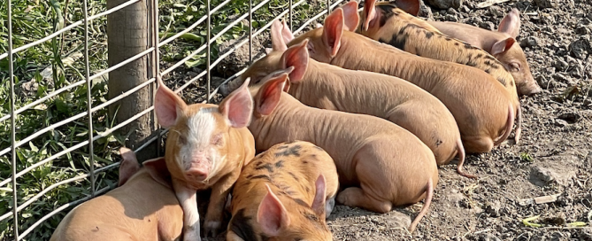 Screen Shot 2025-08-05 at 16.33.42