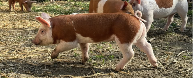 Screen Shot 2025-08-05 at 16.33.57