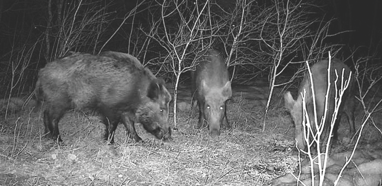 Canadian Hogs Prairie Hog Country – Canadian Report Maps Wild Pig Threat and ...