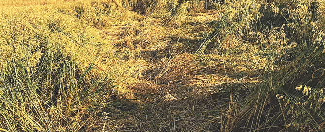 Screen Shot 2025-09-29 at 12.42.33