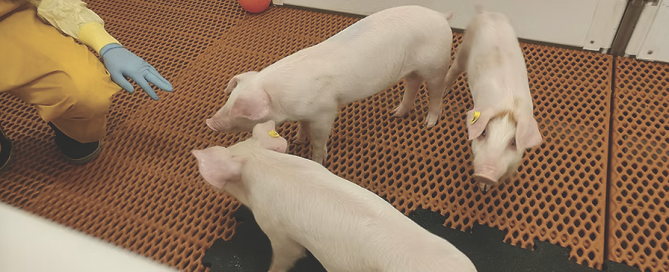 Screen Shot 2025-09-29 at 13.00.02