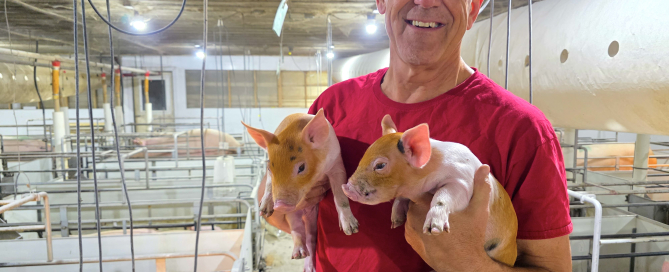 BH - Brent holding pig