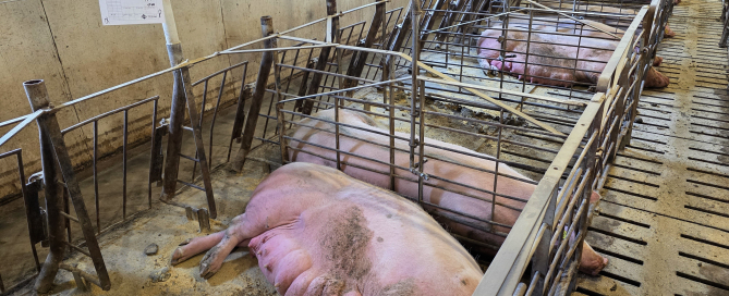 BH - sow seven by seven Prop 12