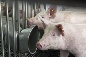 DANAVL ..Pigs drinking_MG_5784