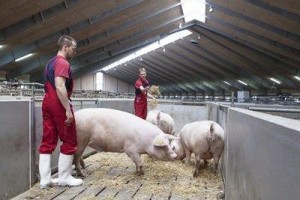 DANAVL Ronshauge - SOW house250414raw56